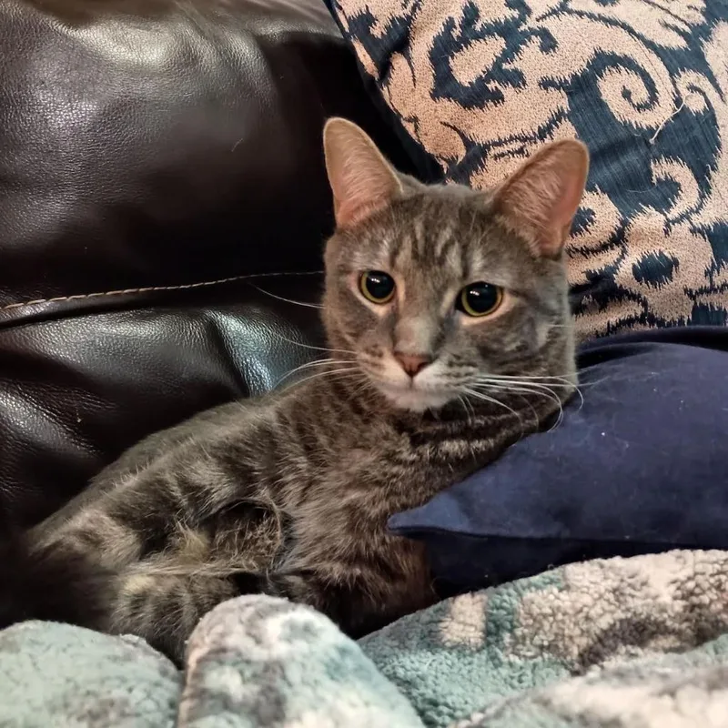 A young medium-sized male Domestic Short Hair cat named Stormy for adoption in Salt Lake City, UT