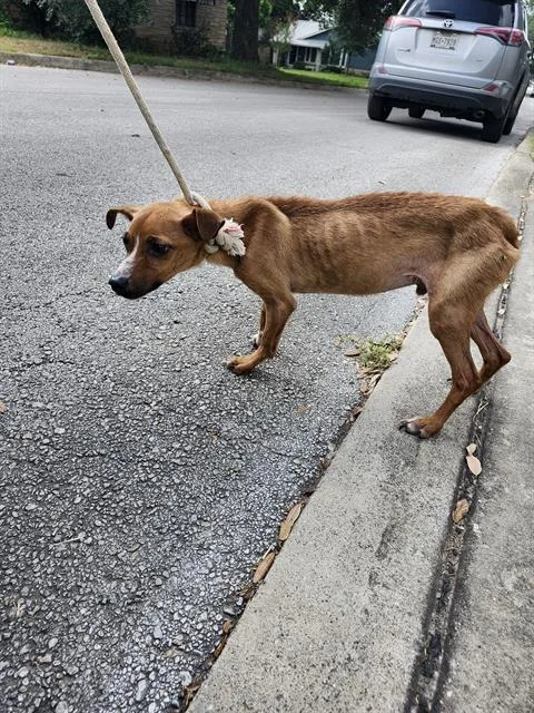 A young small-sized male Chihuahua dog named Gus for adoption in San Antonio, TX