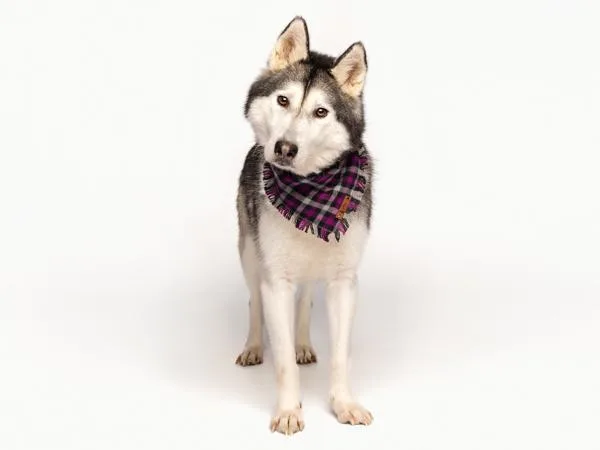 An adult medium-sized female Siberian Husky dog named Nattie for adoption in Portland, OR