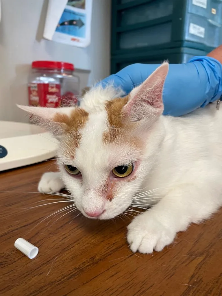 A young medium-sized female Domestic Short Hair cat named Darcy for adoption in Columbia, TN