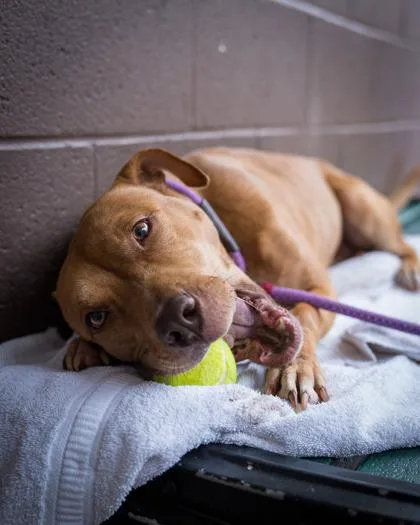 An adult large-sized female Mixed Breed dog named Rockette for adoption in Chamblee, GA