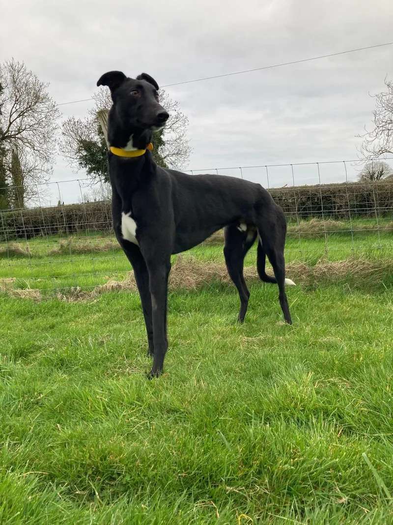 A young large-sized male Greyhound dog named Run Stitch for adoption in Tarpon Springs, FL