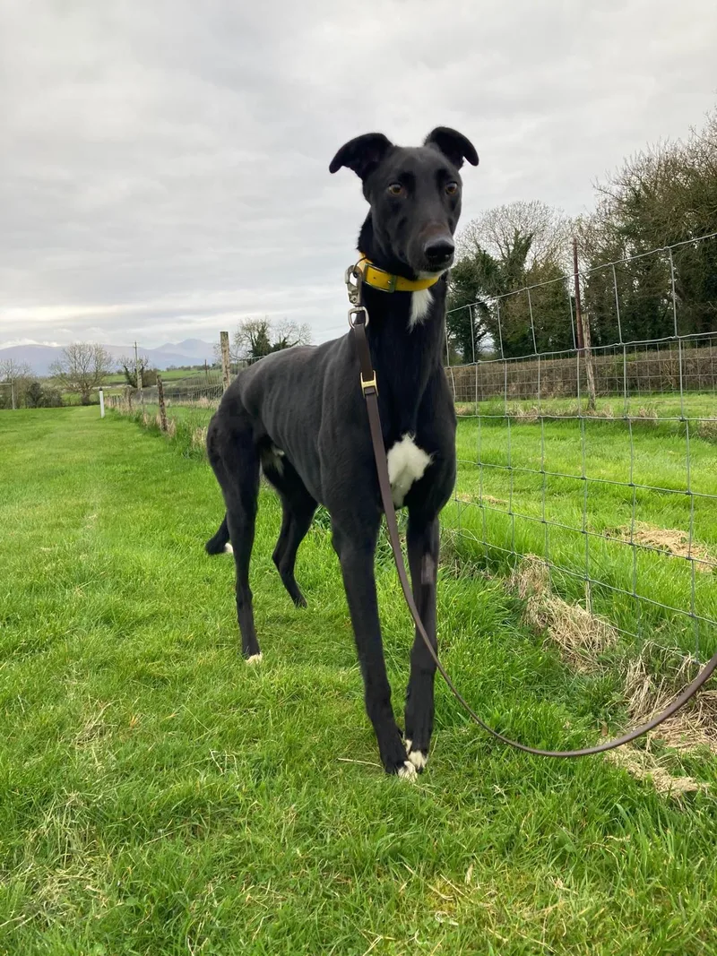 Run Stitch thumbnail 2