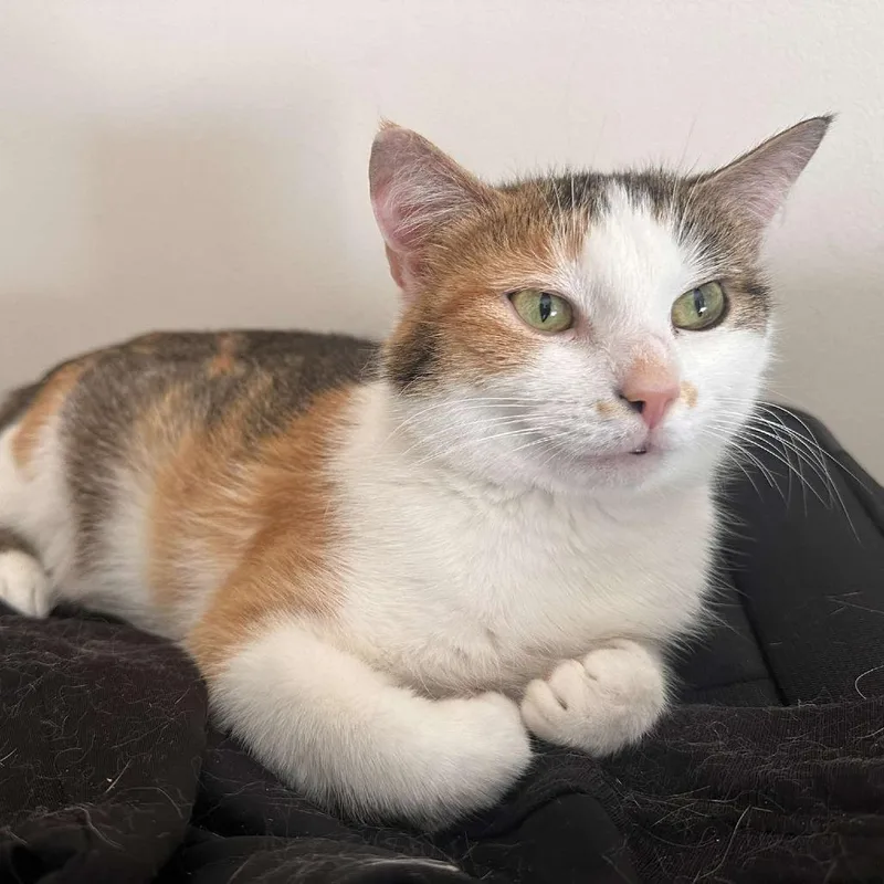 An adult medium-sized female Calico Domestic Short Hair cat named Ava for adoption in Forest Park, IL