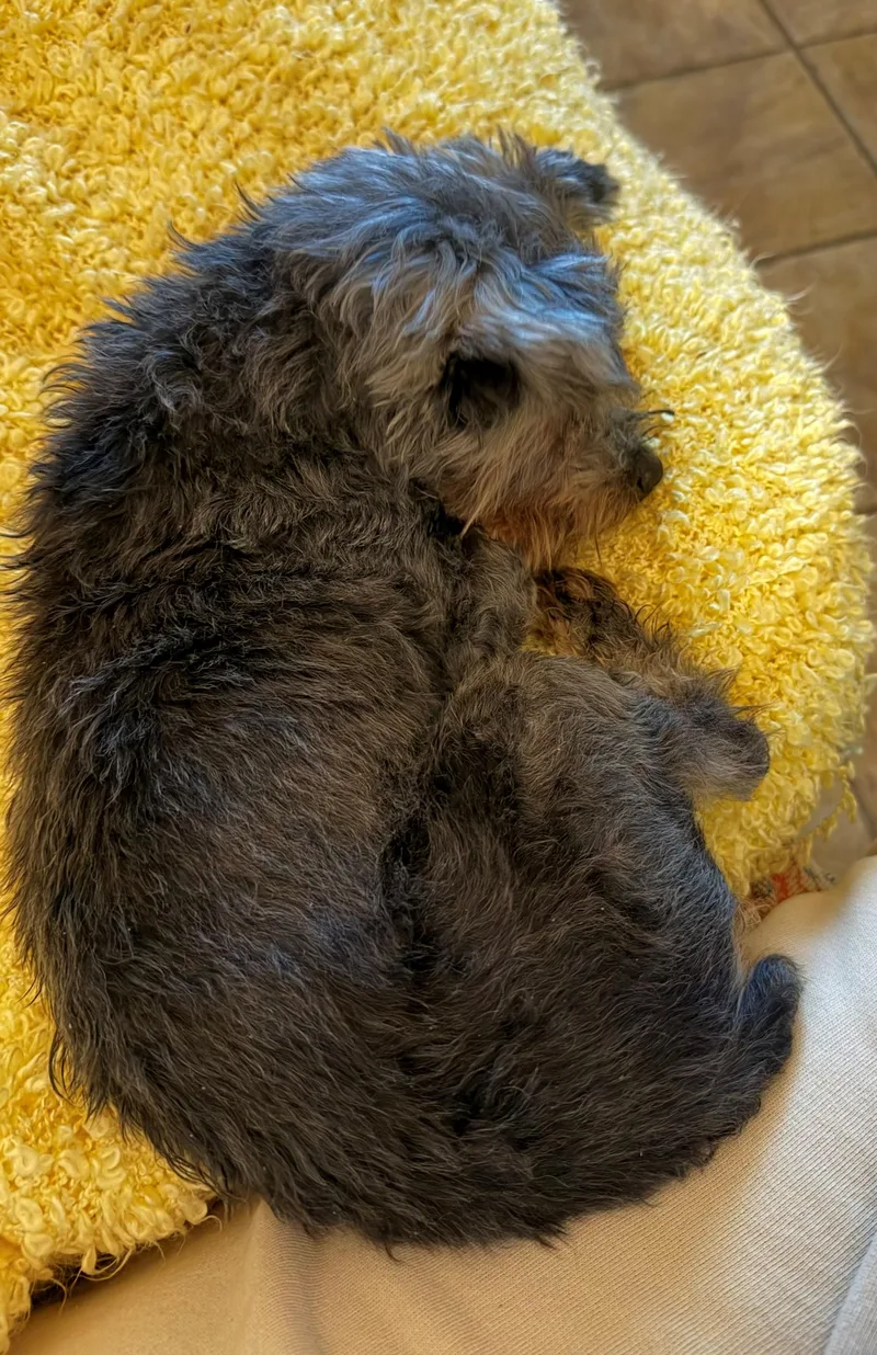 A senior small-sized male Gray / Blue / Silver Yorkshire Terrier dog named Beamer for adoption in Columbus, IN