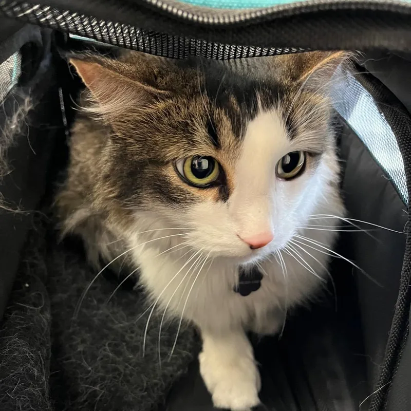 An adult medium-sized female Domestic Medium Hair cat named Gioia for adoption in Peoria, AZ