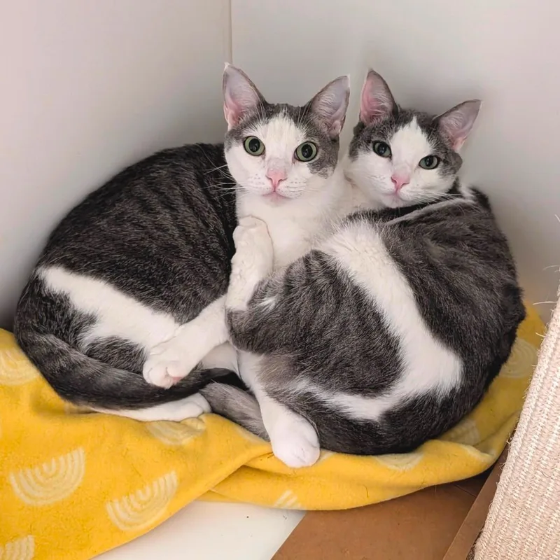 Mars  Costa Mesa thumbnail 4