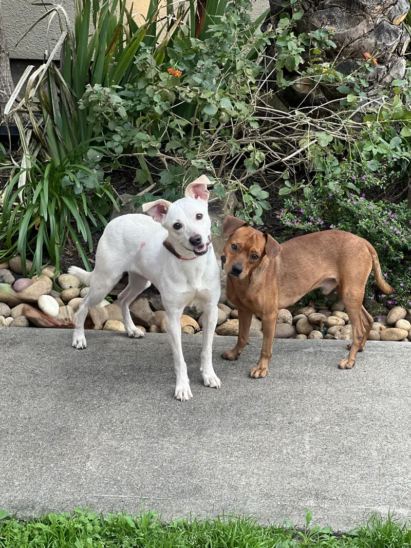 A young small-sized male Brown / Chocolate Miniature Pinscher dog named Elvis for adoption in Houston, TX