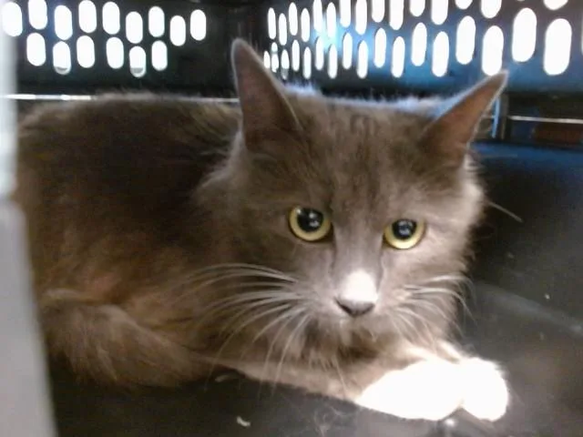 A young small-sized female Domestic Short Hair cat named China for adoption in Oklahoma City, OK