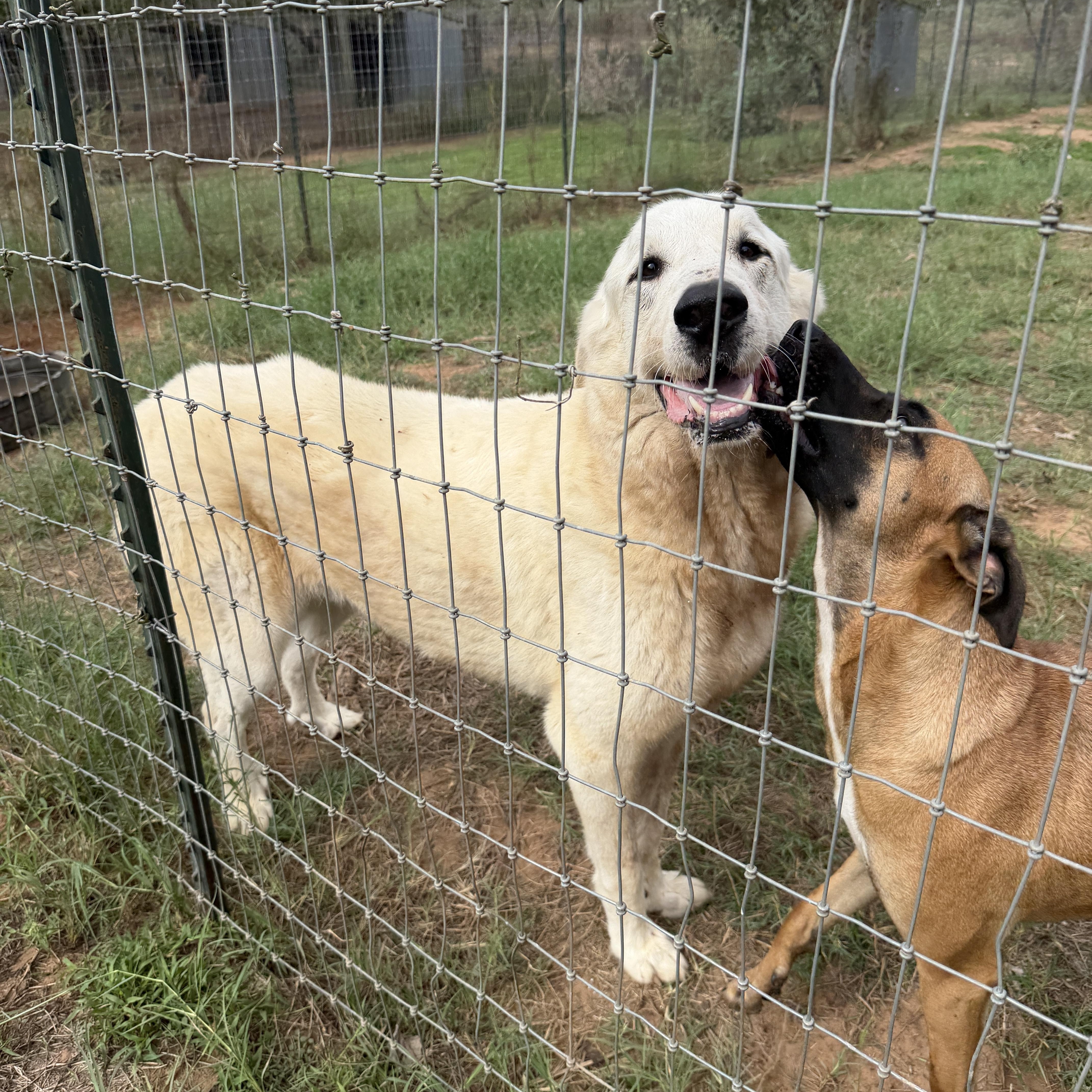 An adult extra large-sized male Great Pyrenees dog named Charlie for adoption in Seguin, TX
