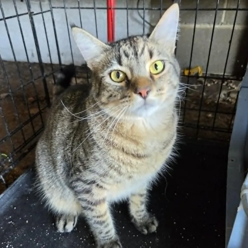 An adult large-sized male Gray / Blue / Silver Domestic Short Hair cat named Dior for adoption in Wadena, MN