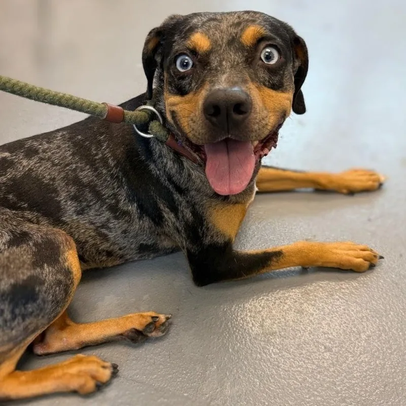 An adult medium-sized female Gray / Blue / Silver Mixed Breed dog named Joy for adoption in Sarasota, FL