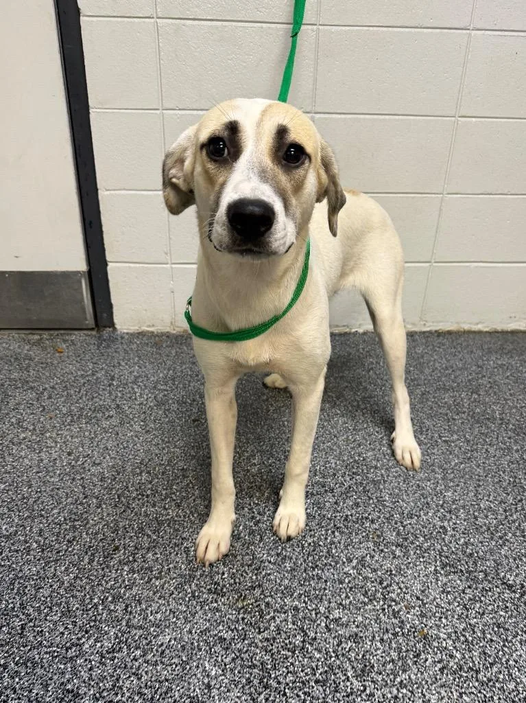 A young medium-sized female Mixed Breed dog named Judith for adoption in Tifton, GA