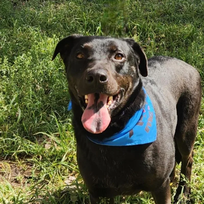 An adult large-sized male Rottweiler dog named Ghost Buster JuM for adoption in Austin, TX