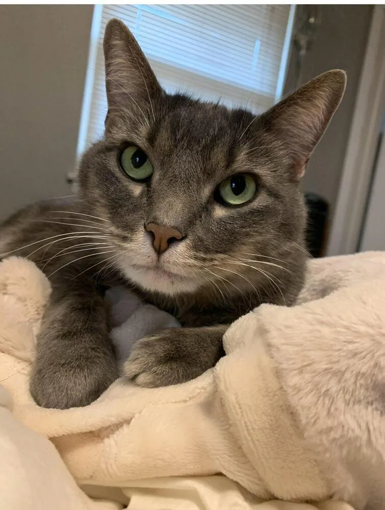 A senior large-sized female Domestic Short Hair cat named Harper S. for adoption in Peoria, IL