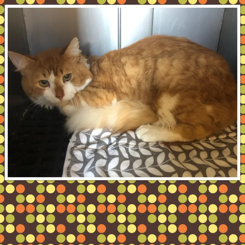 An adult medium-sized male White Domestic Medium Hair cat named Peaches for adoption in Buckhannon, WV