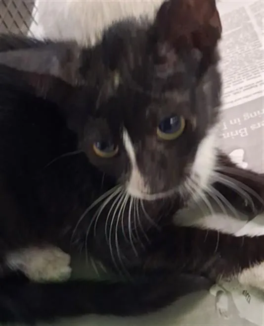 A baby medium-sized male Domestic Short Hair cat named A for adoption in Los Angeles, CA