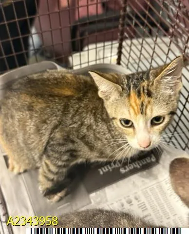 A baby medium-sized female Domestic Short Hair cat named Nala for adoption in West Palm Beach, FL