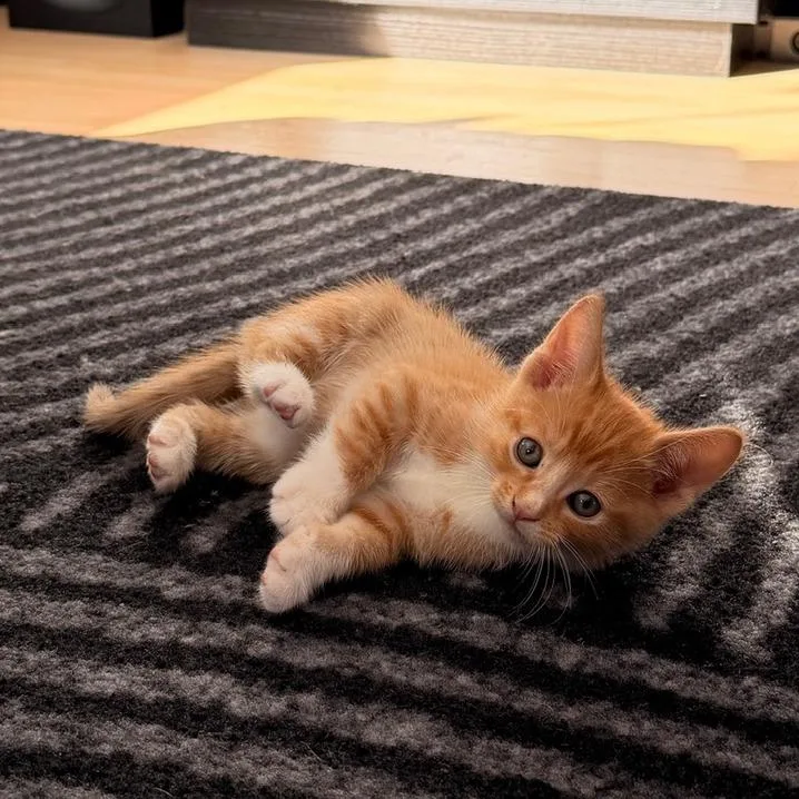 A baby small-sized male Orange / Red Domestic Short Hair cat named Mowgli for adoption in Long Beach, CA