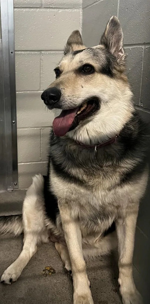 A senior extra large-sized female German Shepherd Dog dog named Roxy for adoption in El Cajon, CA