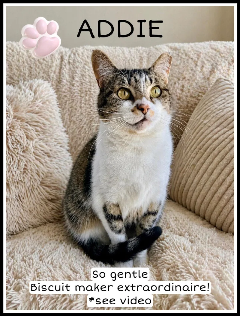 An adult medium-sized female Tabby cat named Addiewillow Grove for adoption in Greenville, DE