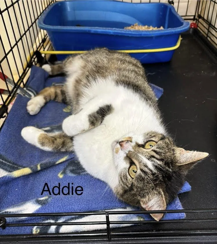 Addiewillow Grove thumbnail 2