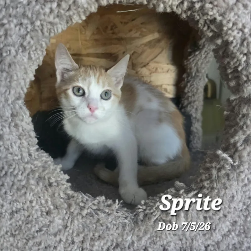 A baby medium-sized female Orange & White Domestic Short Hair cat named Sprite for adoption in Concord, CA