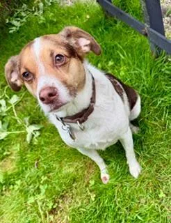 An adult small-sized female Chihuahua dog named Goldie and Katie for adoption in Monroe, VA
