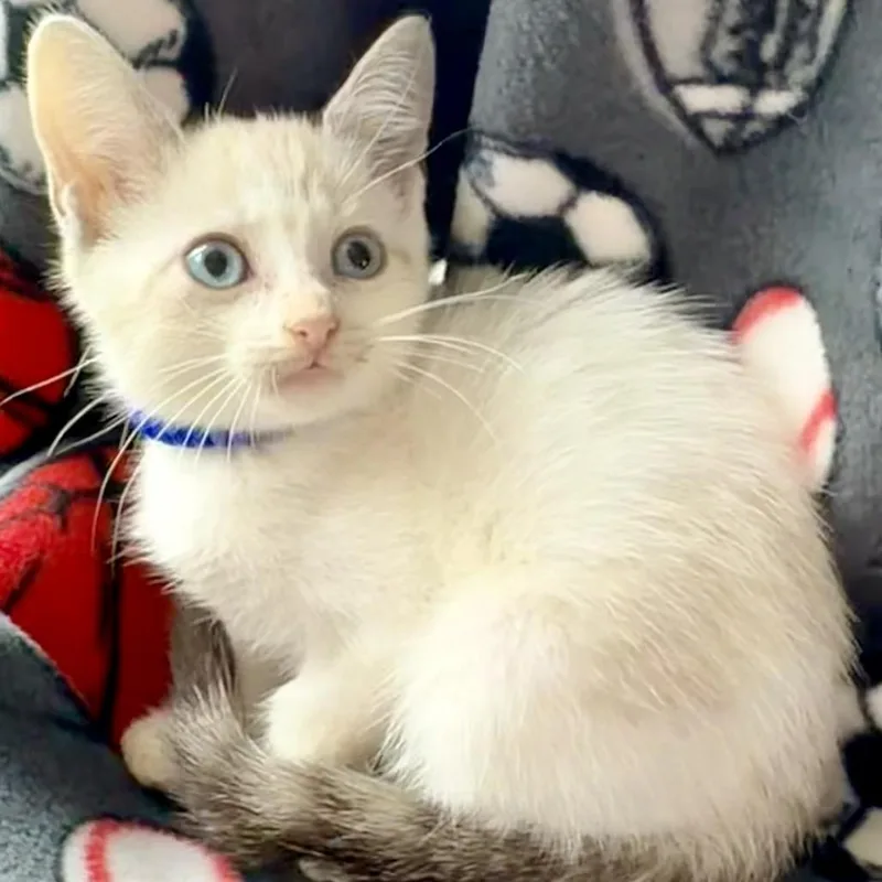 A baby small-sized male Siamese cat named Seton for adoption in Santa Fe, TX