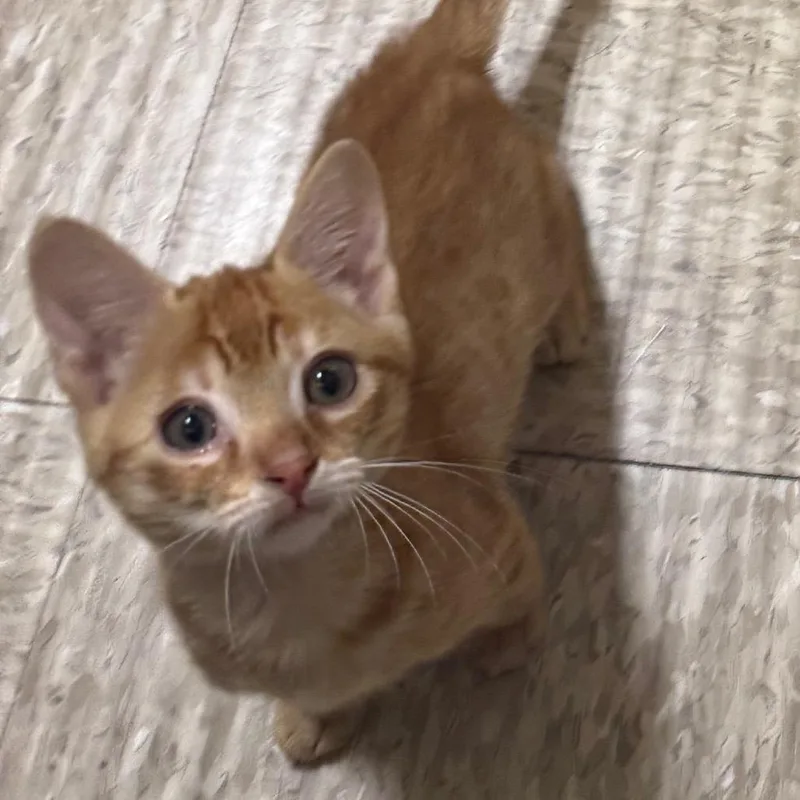 A baby small-sized female Domestic Short Hair cat named Autumn for adoption in Desert Hot Springs, CA