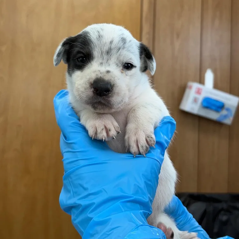A baby small-sized female White / Cream Mixed Breed dog named Aveda for adoption in LOXAHATCHEE, FL
