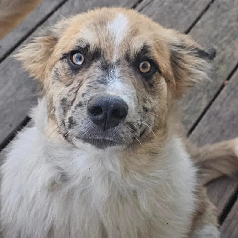 Freckles thumbnail 3