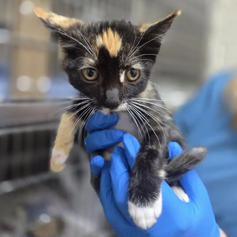 A baby small-sized female Calico Domestic Short Hair cat named Tempura for adoption in Incline Village, NV