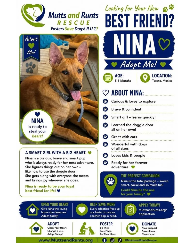 A baby medium-sized female Red / Chestnut / Orange Shepherd dog named Nina for adoption in Bakersfield, CA