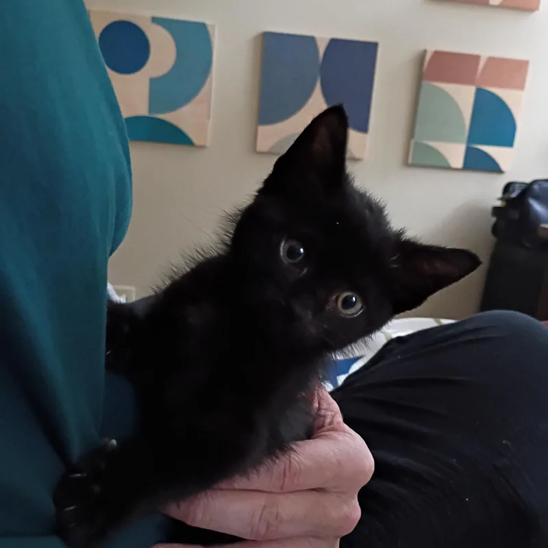 A baby medium-sized male Black Domestic Short Hair cat named Chaos for adoption in Arnold, MO