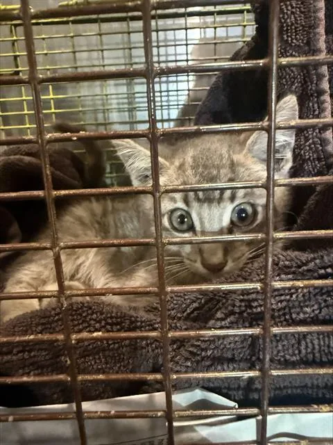 A baby small-sized male Domestic Short Hair cat named Craig for adoption in San Antonio, TX