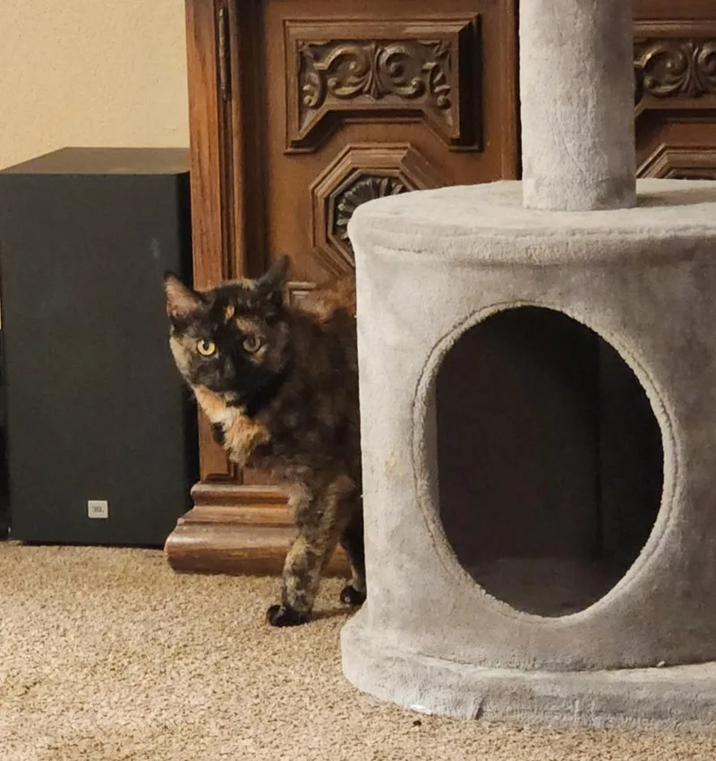 A senior medium-sized female Domestic Short Hair cat named Whiskey for adoption in Great Bend, KS