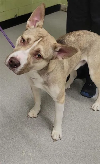 A young medium-sized male German Shepherd Dog dog named Yahooligan for adoption in Indianapolis, IN