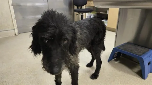 A young medium-sized male Irish Wolfhound dog named Milo for adoption in Riverside, CA