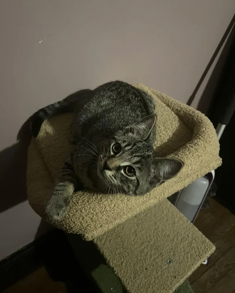 A young medium-sized male Domestic Short Hair cat named Clover for adoption in Belchertown, MA