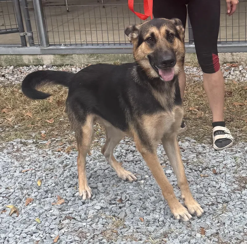 An adult medium-sized male German Shepherd Dog dog named Morris for adoption in Elizabethtown, NC