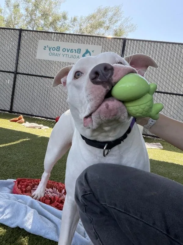 An adult large-sized female Pit Bull Terrier dog named Empress for adoption in San Diego, CA