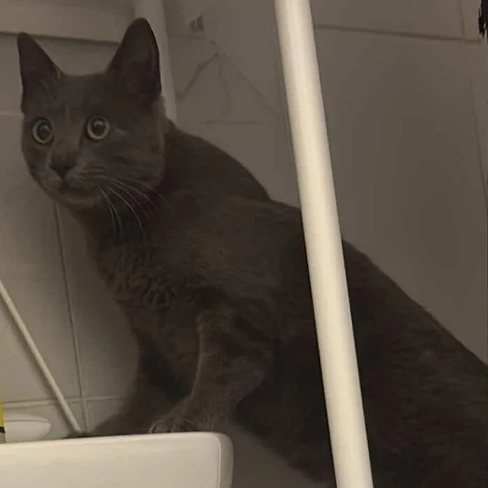 Victoria thumbnail 2