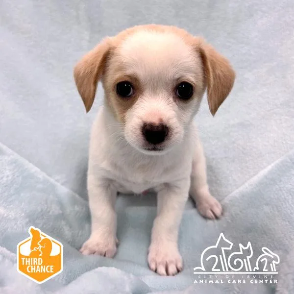 A baby small-sized male Chihuahua dog named Sprout for adoption in Irvine, CA