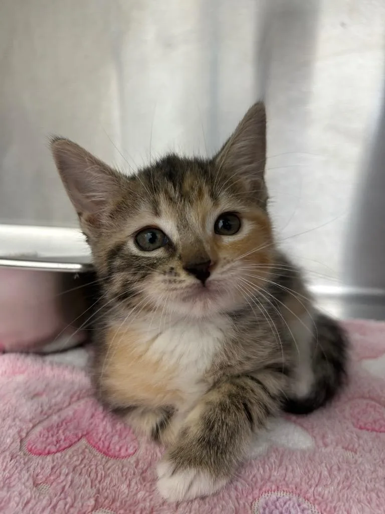 A baby medium-sized female Domestic Short Hair cat named Mythical for adoption in Hartsville, SC