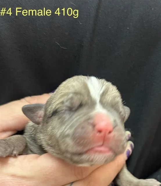 A baby small-sized female Mixed Breed dog named Tropic for adoption in Columbia, SC