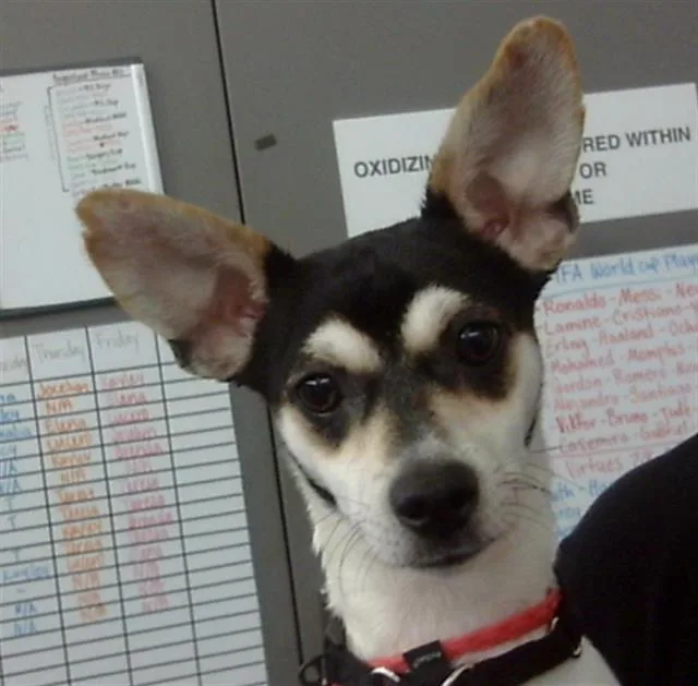 A young small-sized male Mixed Breed dog named Mickey for adoption in Dallas, TX