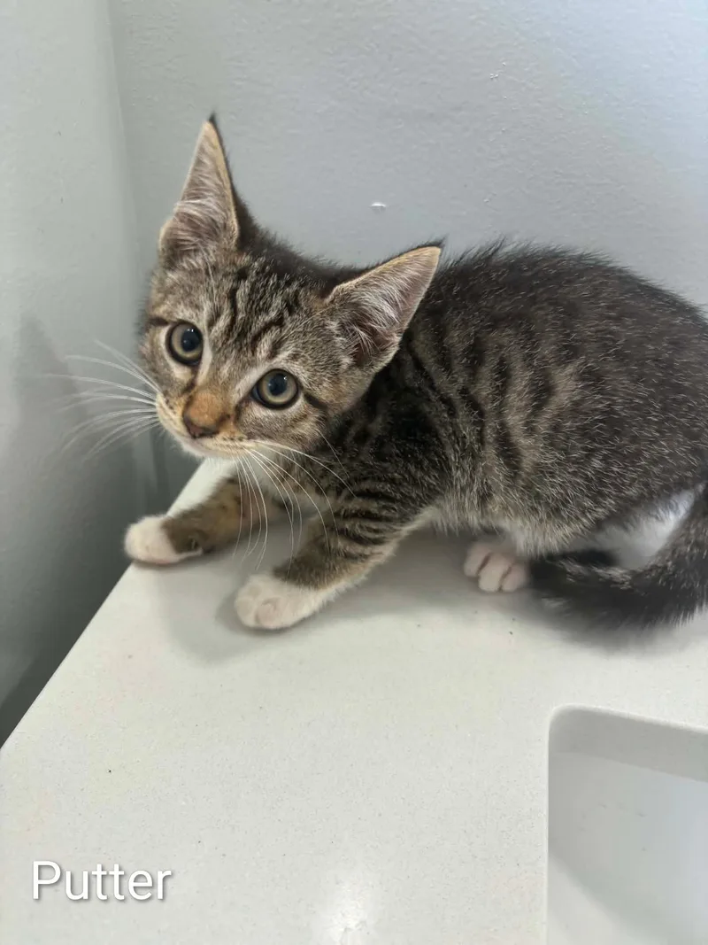 A baby medium-sized female Tabby (Gray / Blue / Silver) Domestic Medium Hair cat named Putter for adoption in Columbia, MO