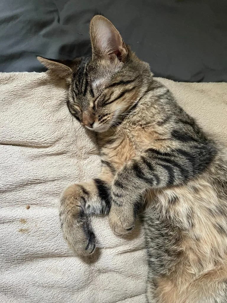 A baby medium-sized male Domestic Short Hair cat named Morris Mavis for adoption in Minneapolis, MN