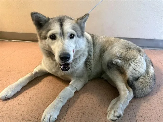 An adult large-sized female Siberian Husky dog named A for adoption in San Jose, CA